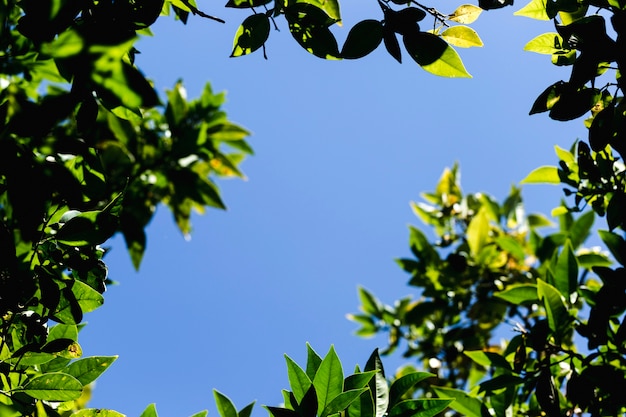 Vista dal basso dei rami degli alberi