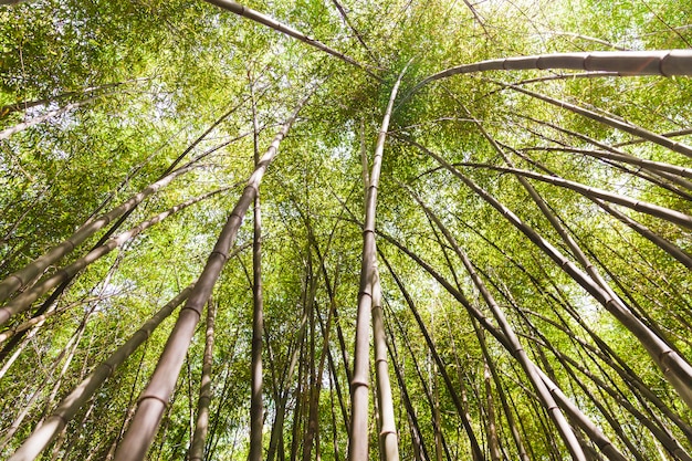 Vista dal basso di alberi di bambù alti