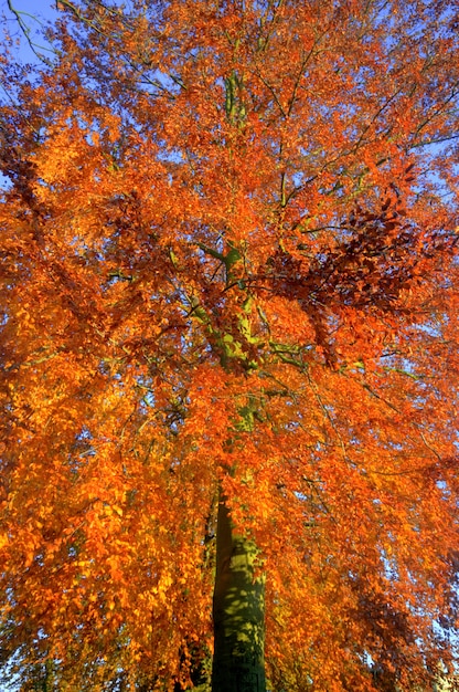 Vista dal basso di albero con foglie secche