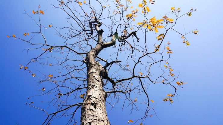 Foto gratuito vista dal basso di albero senza foglie