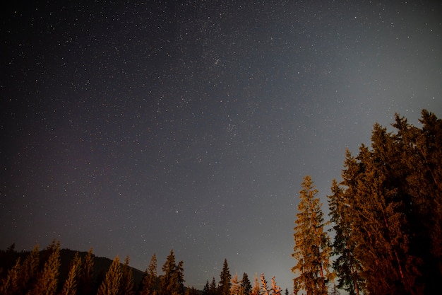 Vista dal basso di splendidi alberi e il cielo