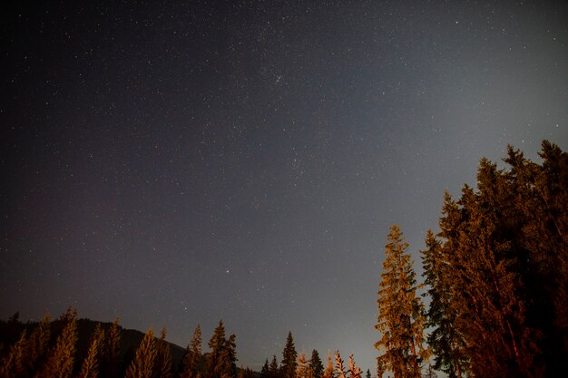 Vista dal basso di splendidi alberi e il cielo