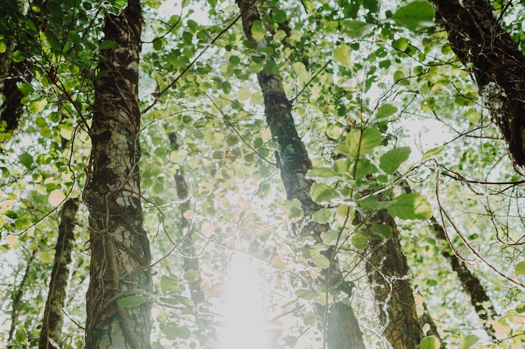 Foto gratuito vista dal basso di un gruppo di alberi