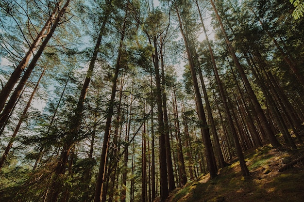 Vista dal basso di un gruppo di alberi