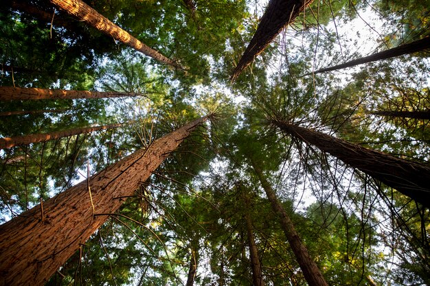 Vista dal basso grandi alberi da una foresta