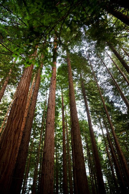 Vista dal basso grandi alberi da una foresta