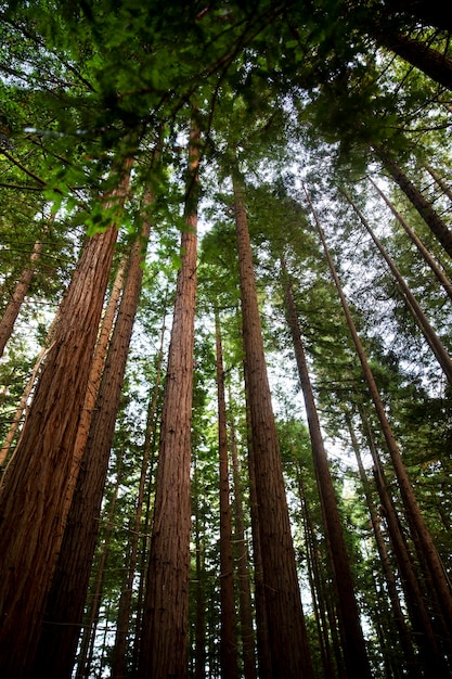 Vista dal basso grandi alberi da una foresta