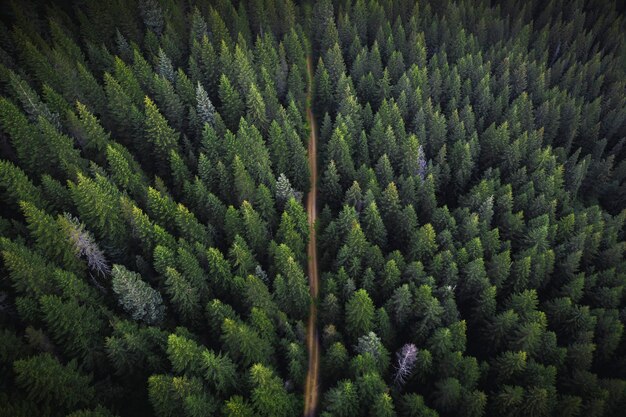 Vista dal drone di una foresta verde con una strada sterrata