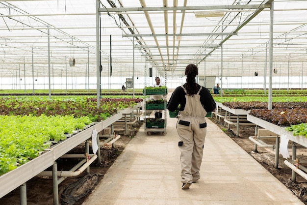 Vista dal retro del coltivatore in serra che tiene la cassa con lattuga biologica coltivata senza pesticidi pronta per la consegna alle piccole imprese. Operaio agricolo afroamericano che trasporta la raccolta dell'insalata