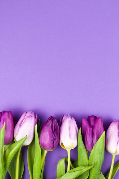 Vista dall&#39;alto del fiore di tulipano primavera fresca sul contesto viola