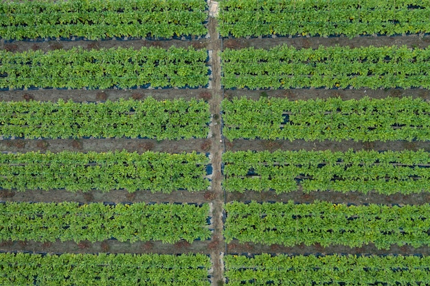 Vista dall'alto del vivace cortile verde in linee parallele