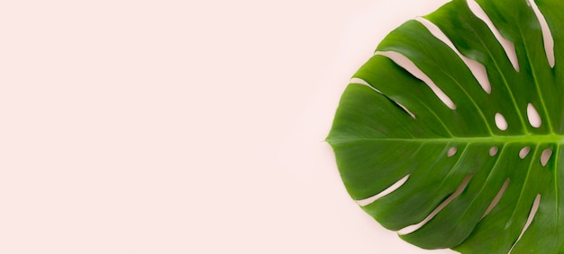 Vista dall'alto della foglia di monstera