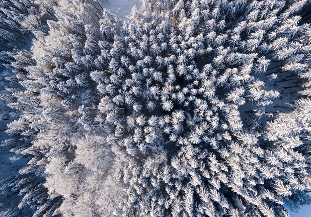 Vista dall'alto della foresta con alberi ad alto fusto coperti di neve in inverno