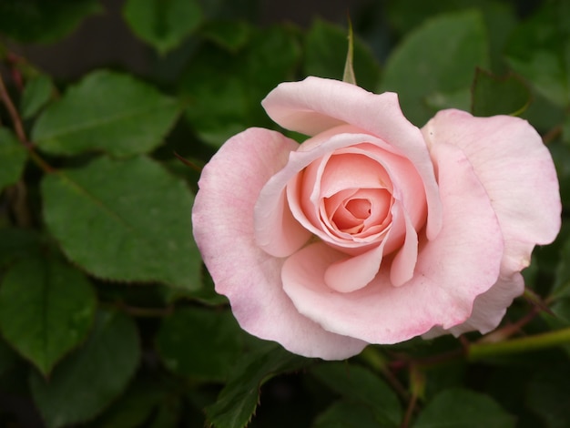 Vista dall'alto della rosa rosa su uno sfondo delle sue foglie