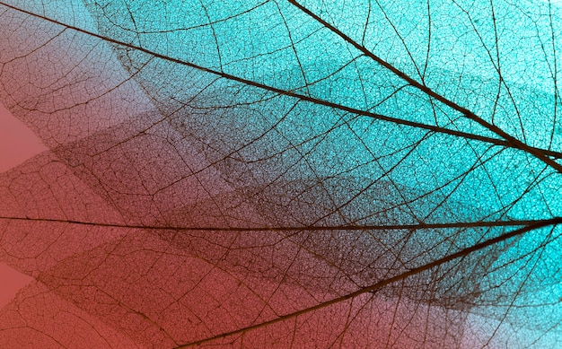 Vista dall'alto della trama delle foglie trasparenti