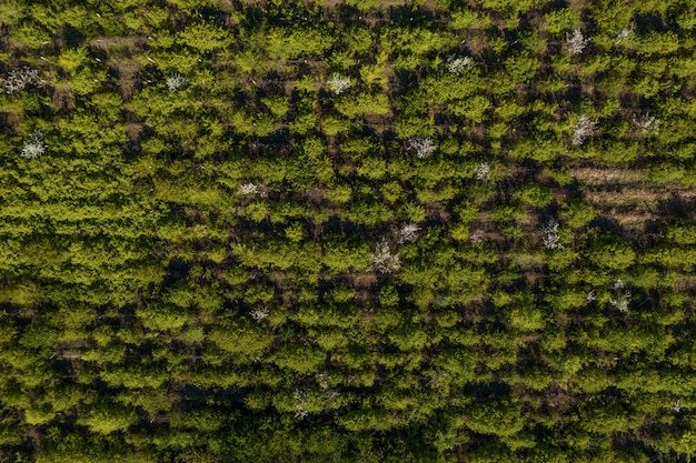 Vista dall'alto della trama di alberi