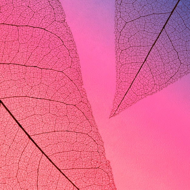Vista dall'alto della trama di foglie trasparenti con tonalità colorate