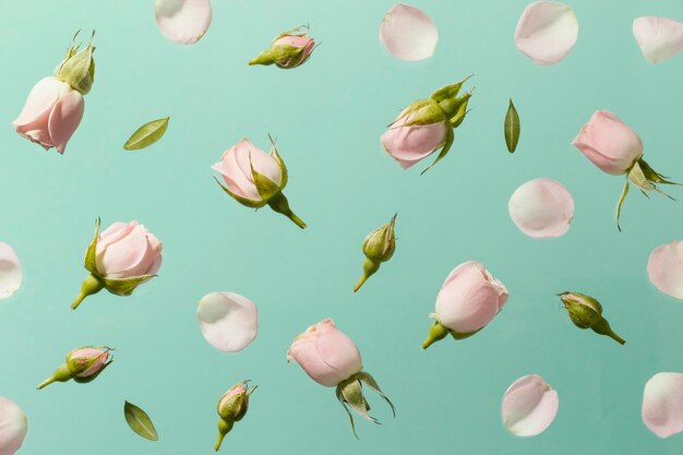 Vista dall'alto delle rose rosa primaverili