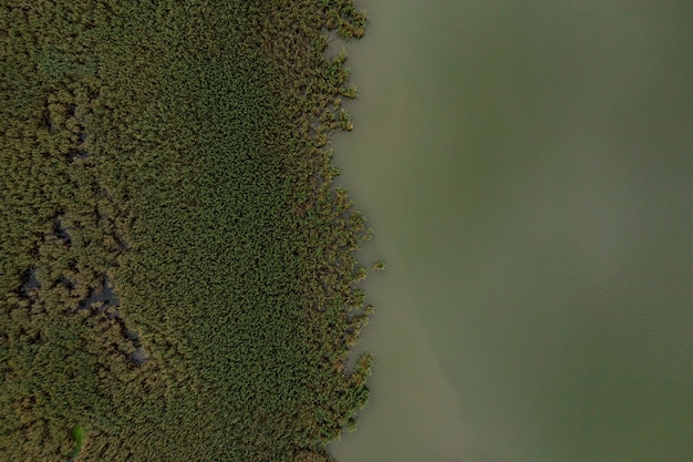 Vista dall'alto di acqua e flora del lago verde. Texture astratta