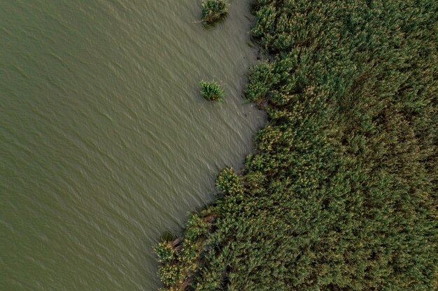 Vista dall'alto di acqua e flora del lago verde.