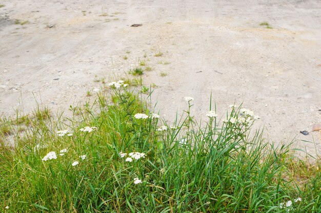 Vista dall'alto di erbe con fiori su un terreno sabbioso