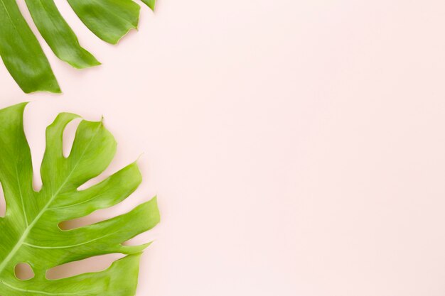 Vista dall'alto di foglie di monstera con copia spazio