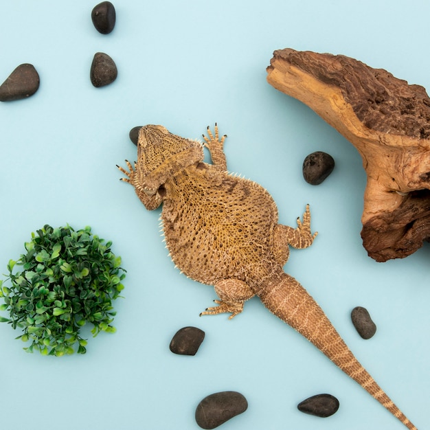 Vista dall'alto di iguana con vegetazione