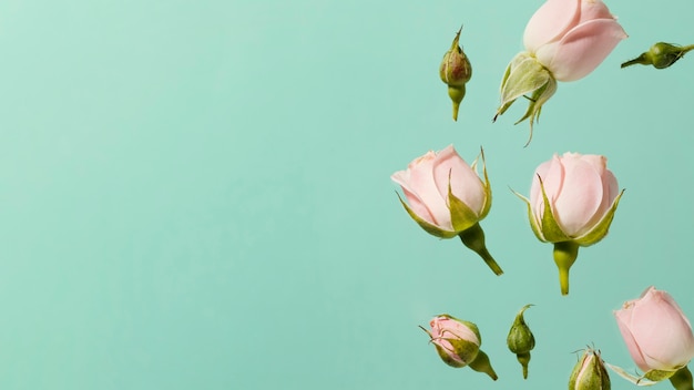 Vista dall'alto di rose primaverili rosa con spazio di copia