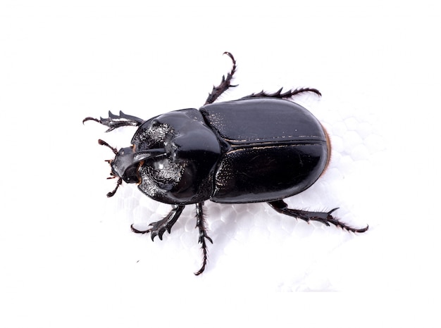 Vista dall&#39;alto di scarabeo nero su sfondo bianco