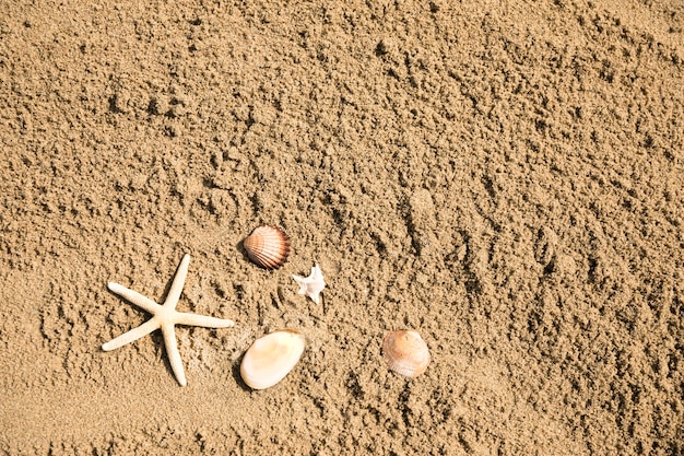 Vista dall&#39;alto di stelle marine e conchiglie sulla spiaggia di sabbia tropicale
