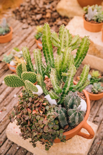 Vista dall&#39;alto di una pentola con varietà di piante succulente