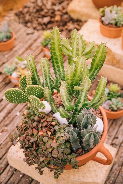 Vista dall&#39;alto di una pentola con varietà di piante succulente