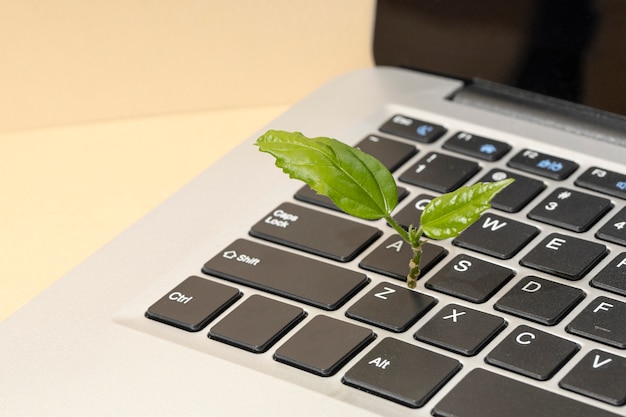 Vista dall'alto di una pianta che cresce da un laptop