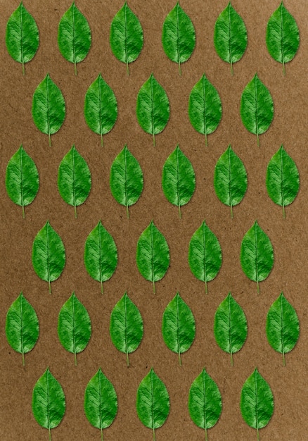 Vista dall'alto disposizione delle foglie verdi