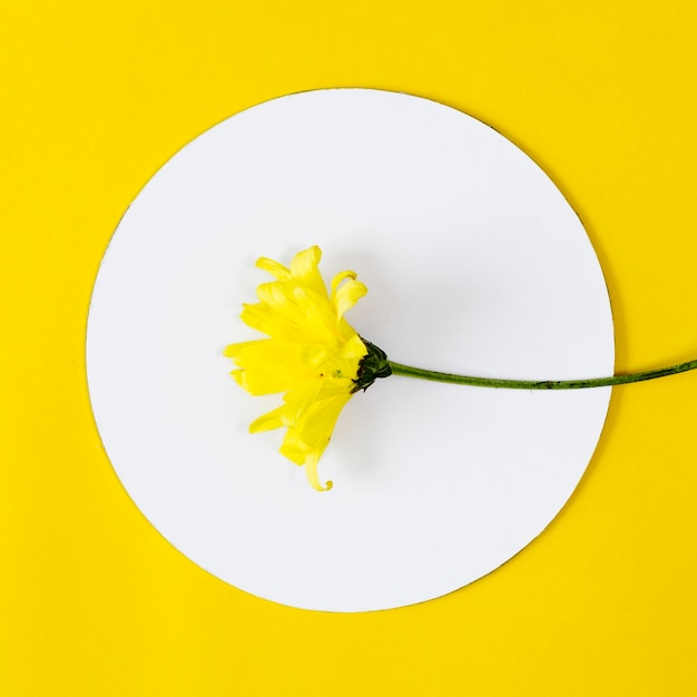Vista dall&#39;alto fiore giallo con cerchio