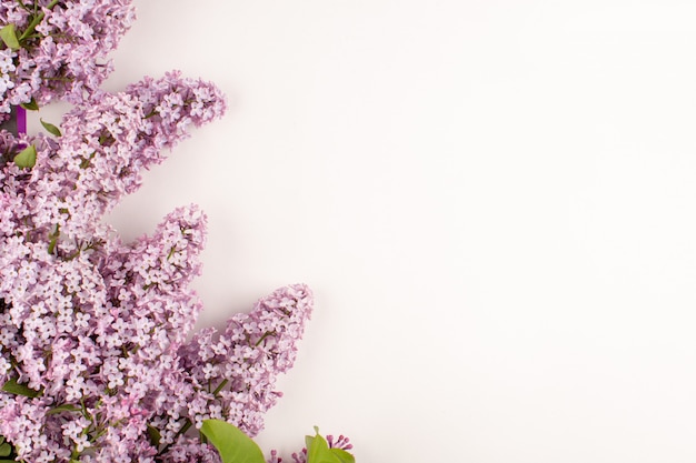 vista dall'alto fiori viola belli sul pavimento bianco