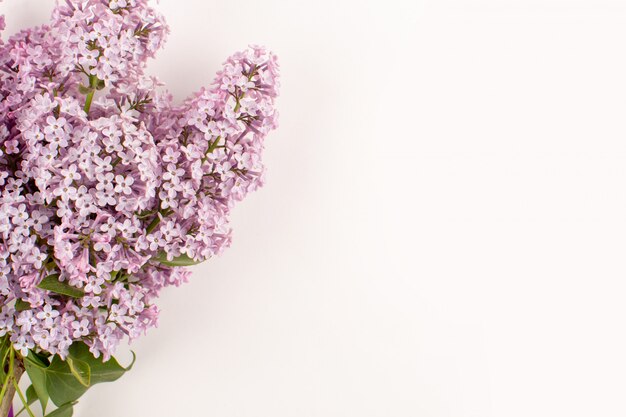 vista dall'alto fiori viola belli sul pavimento bianco