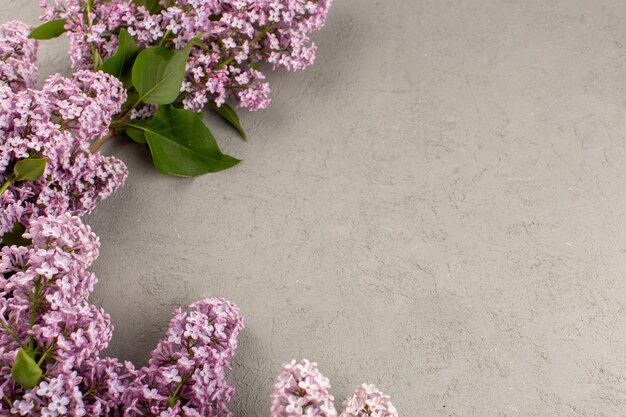 vista dall'alto fiori viola belli sullo sfondo grigio