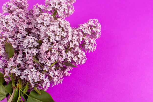 vista dall'alto fiori viola bello isolato sul viola