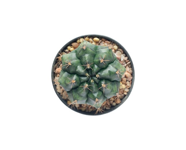 Vista dall'alto Gymnocalycium Cactus pianta in una pentola con tracciato di ritaglio isolato su sfondo bianco