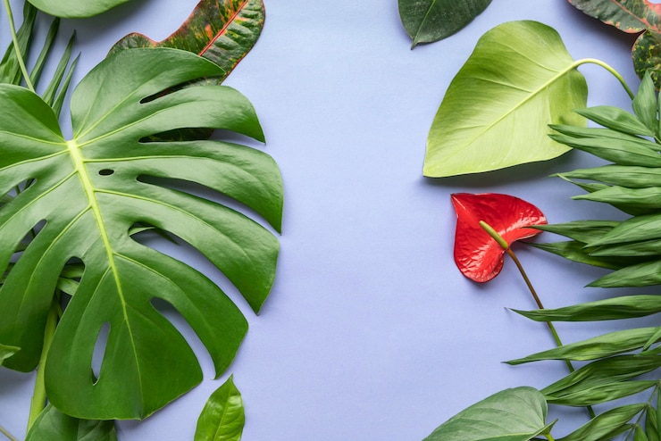 Foto gratuito vista dall'alto minima composizione di foglie tropicali