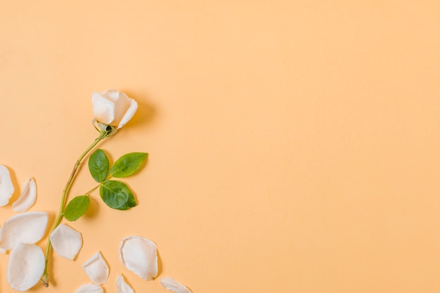 Vista dall'alto petali bianchi con spazio di copia