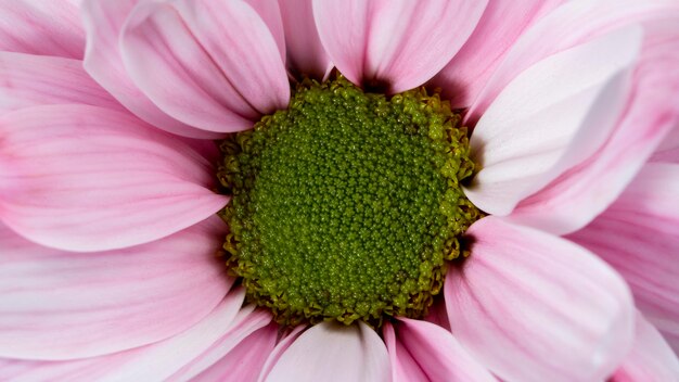 Vista dall'alto petali rosa macro natura