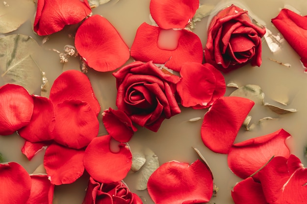 Vista dall'alto rose rosse in acqua di colore marrone