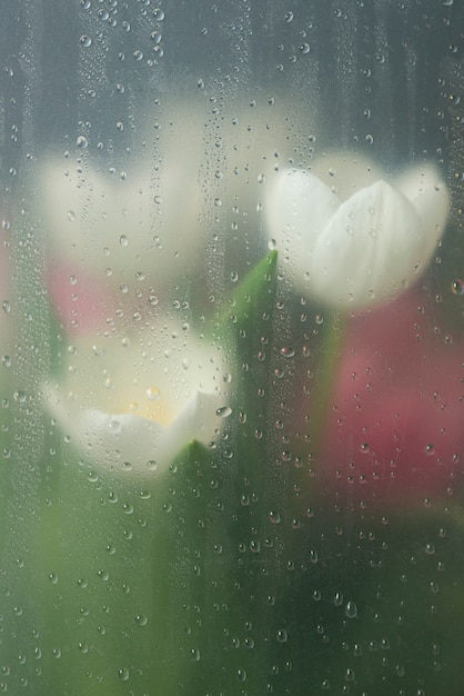 Vista dei fiori di tulipano dietro il vetro condensato