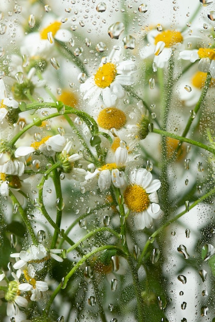 Vista dei fiori dietro il vetro con gocce d'acqua