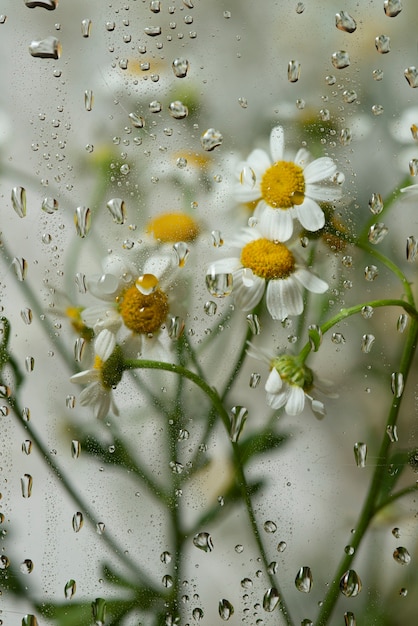 Vista dei fiori dietro il vetro con gocce d'acqua