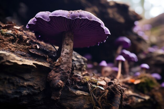 Vista dei funghi in natura