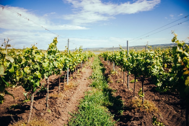 Vista del bellissimo vigneto verde nella regione della Moravia meridionale durante la luce del giorno