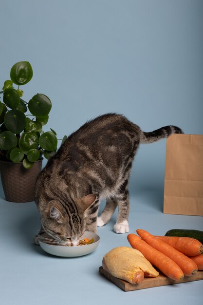 Vista del gatto che mangia cibo da una ciotola